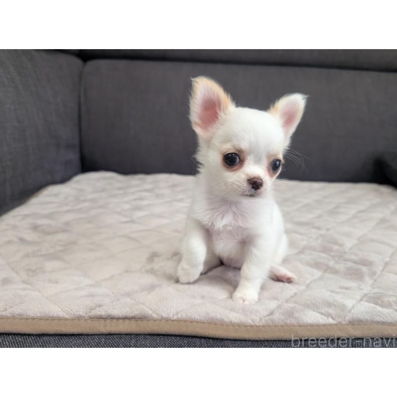 販売中の愛知県のチワワ(ロングコート)-423177の2枚目