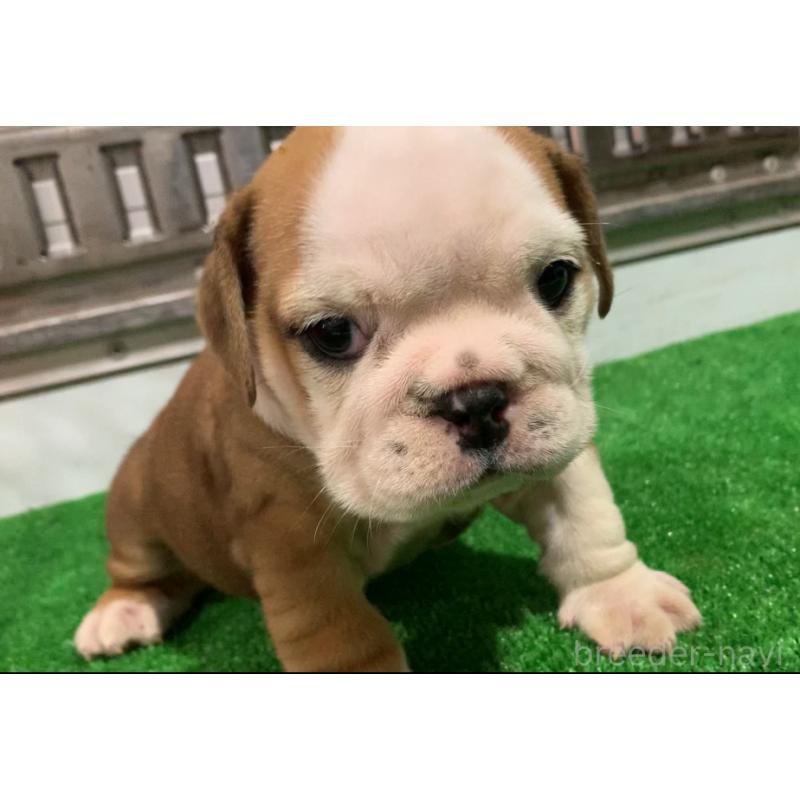 成約済の福岡県のブルドッグ-421562の9枚目