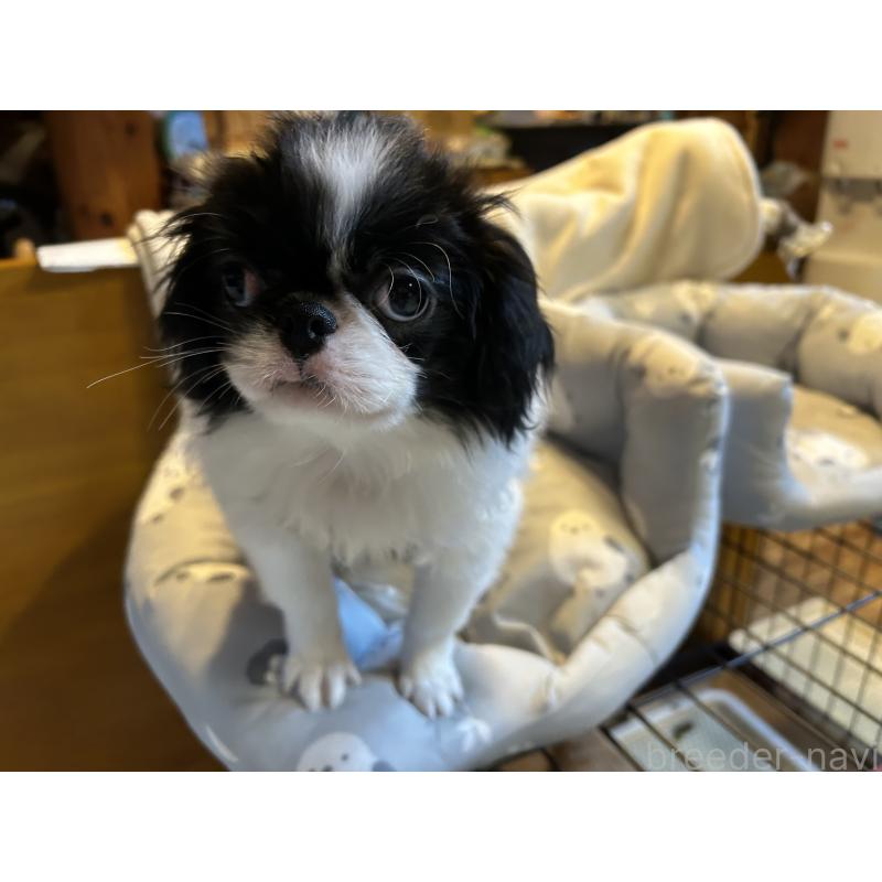 成約済の静岡県の狆 (チン)-407725の5枚目