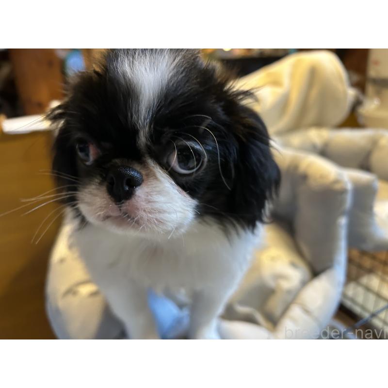 成約済の静岡県の狆 (チン)-407725の4枚目