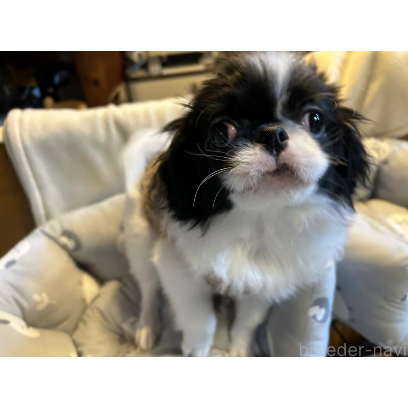 成約済の静岡県の狆 (チン)-407725の2枚目