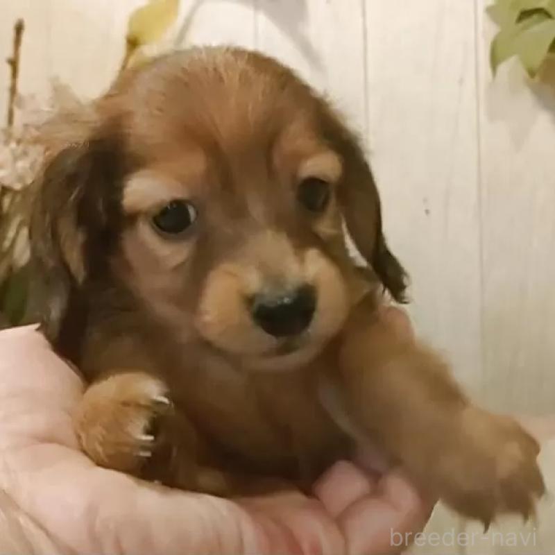 販売中の愛知県のミニチュアダックスフンド(ロングヘアード)-423179