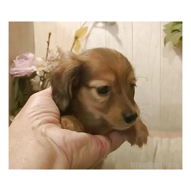 販売中の愛知県のミニチュアダックスフンド(ロングヘアード)-423179の9枚目