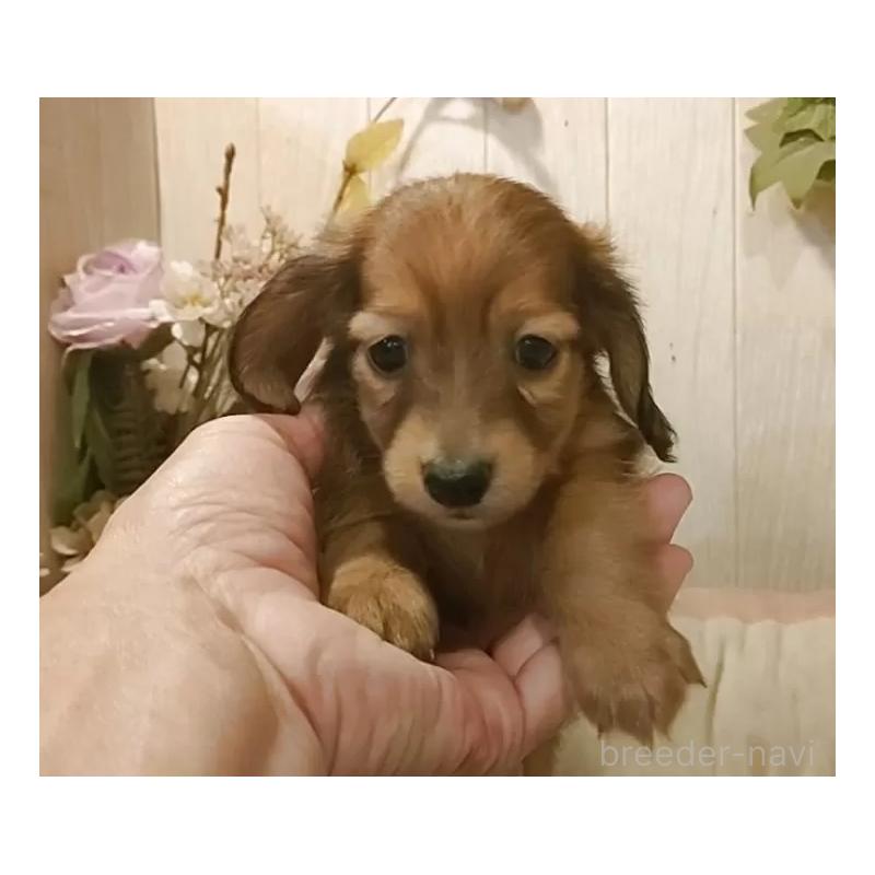 販売中の愛知県のミニチュアダックスフンド(ロングヘアード)-423179の8枚目