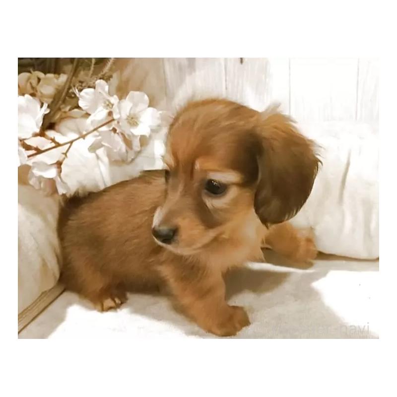 販売中の愛知県のミニチュアダックスフンド(ロングヘアード)-423179の7枚目