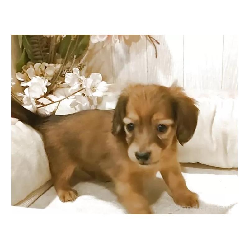 販売中の愛知県のミニチュアダックスフンド(ロングヘアード)-423179の6枚目