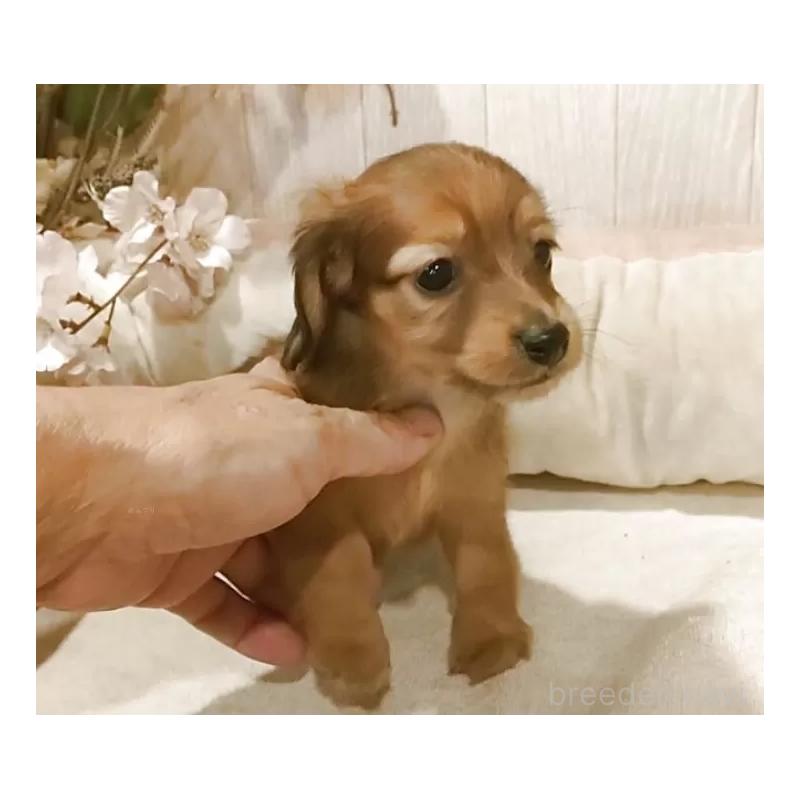 販売中の愛知県のミニチュアダックスフンド(ロングヘアード)-423179の5枚目