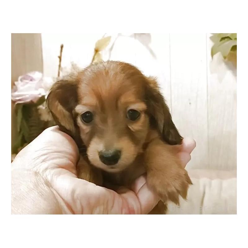 販売中の愛知県のミニチュアダックスフンド(ロングヘアード)-423179の4枚目