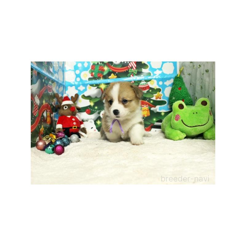 販売中の栃木県のウェルシュコーギーペンブローク-423178の4枚目