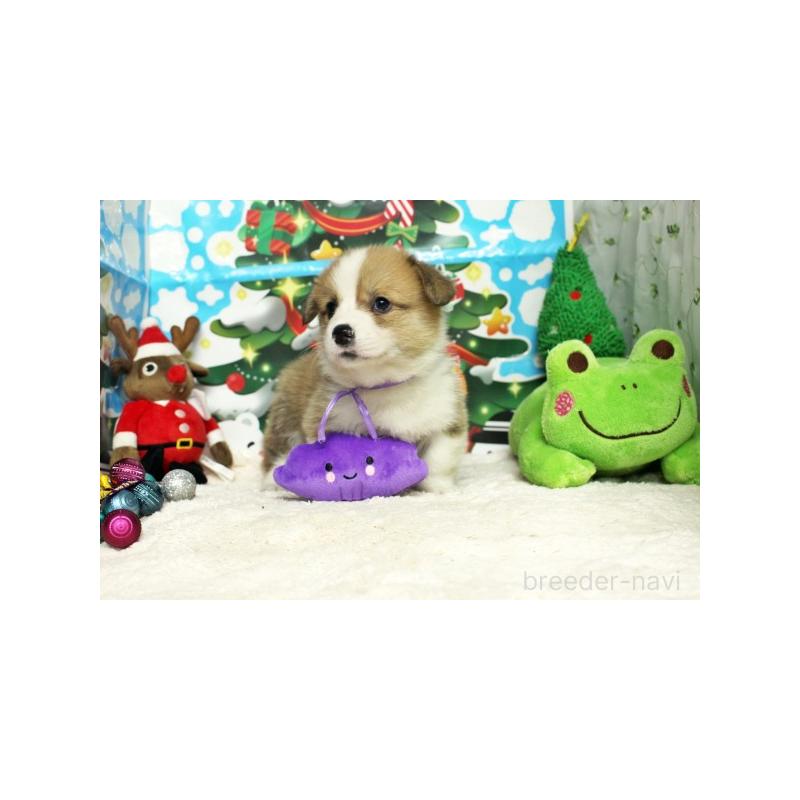 販売中の栃木県のウェルシュコーギーペンブローク-423178の3枚目