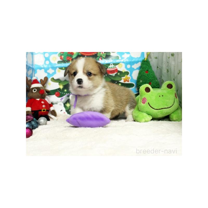 販売中の栃木県のウェルシュコーギーペンブローク-423178の2枚目