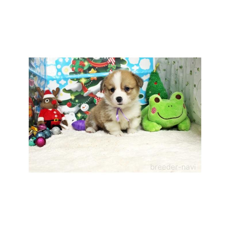 販売中の栃木県のウェルシュコーギーペンブローク-423178