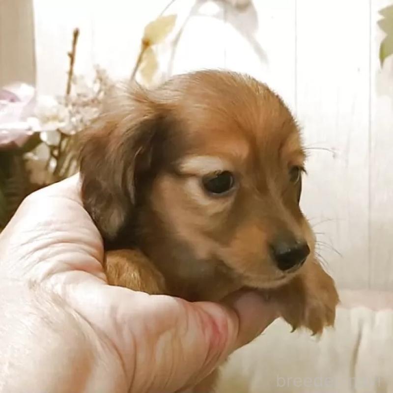 販売中の愛知県のミニチュアダックスフンド(ロングヘアード)-423181