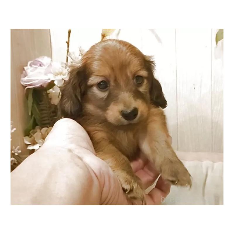 販売中の愛知県のミニチュアダックスフンド(ロングヘアード)-423181の10枚目