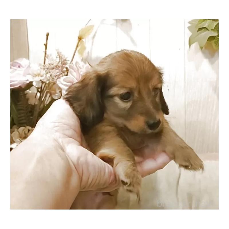 販売中の愛知県のミニチュアダックスフンド(ロングヘアード)-423181の8枚目