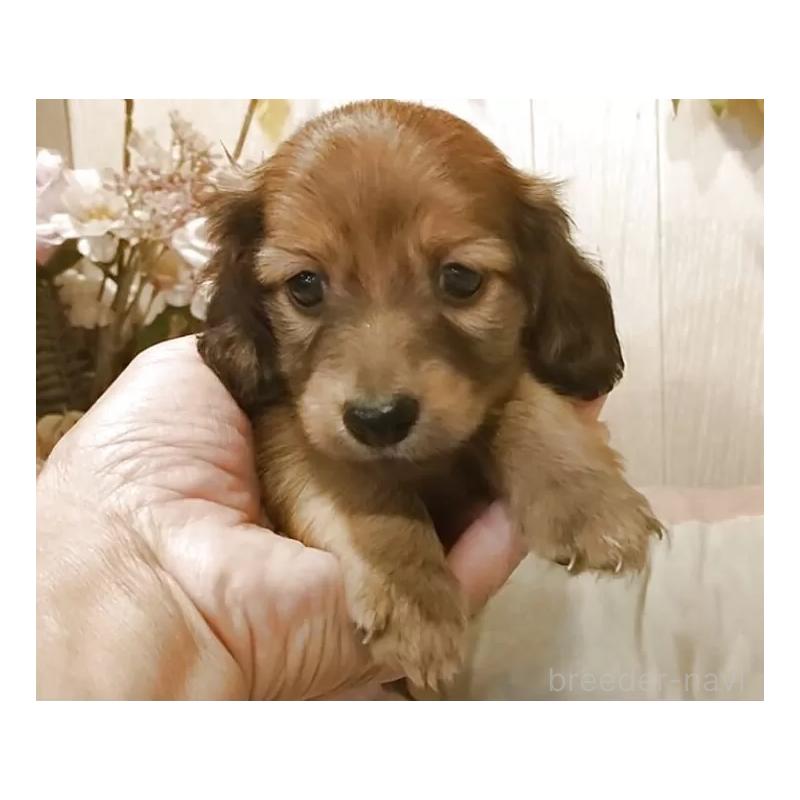 販売中の愛知県のミニチュアダックスフンド(ロングヘアード)-423181の7枚目