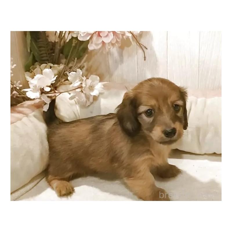 販売中の愛知県のミニチュアダックスフンド(ロングヘアード)-423181の6枚目