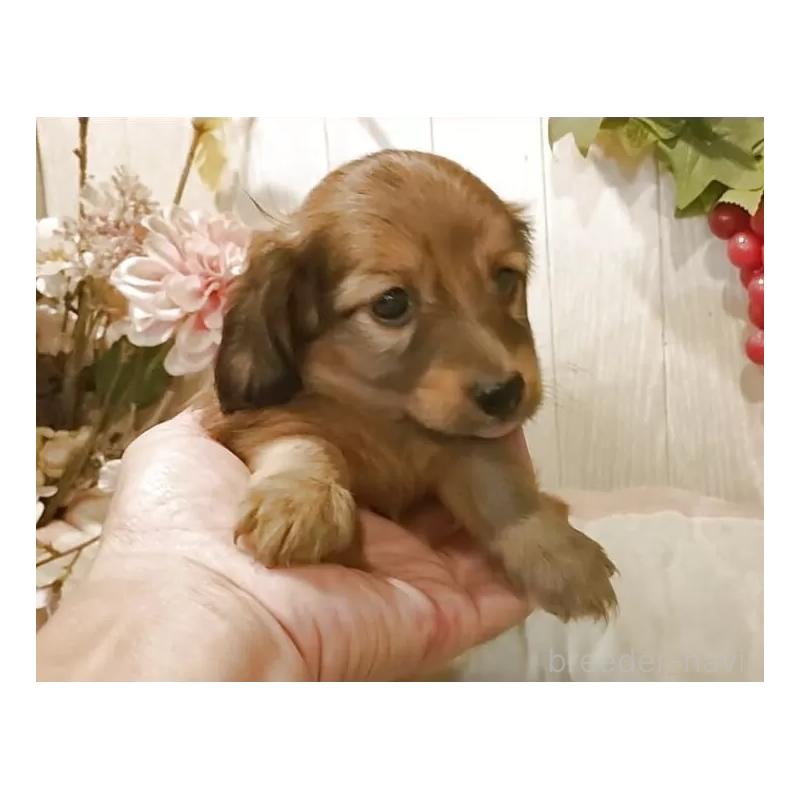 販売中の愛知県のミニチュアダックスフンド(ロングヘアード)-423181の5枚目