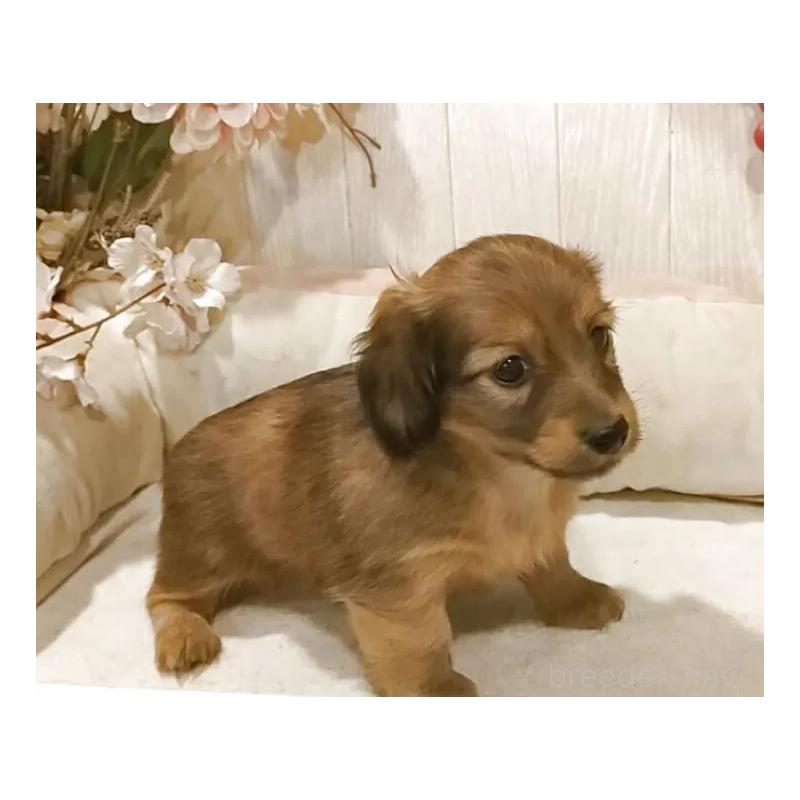 販売中の愛知県のミニチュアダックスフンド(ロングヘアード)-423181の4枚目