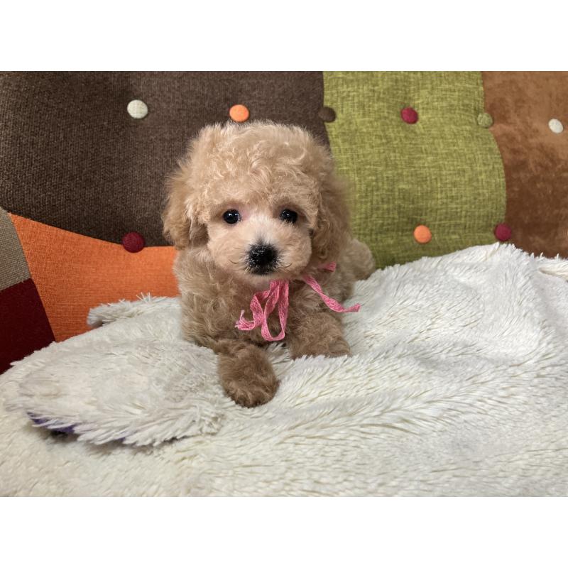 成約済の福岡県のタイニープードル-423183の1枚目