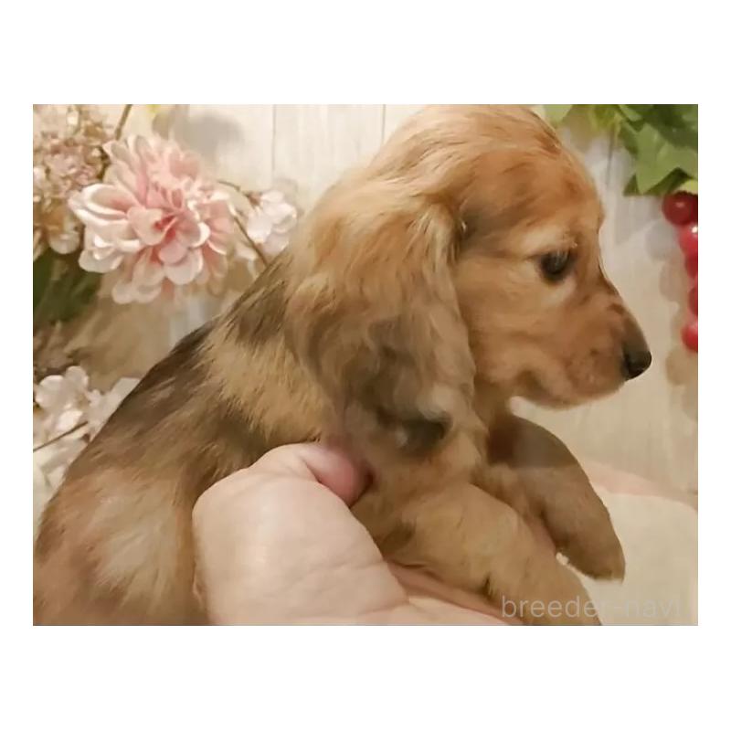 販売中の愛知県のミニチュアダックスフンド(ロングヘアード)-423184の10枚目