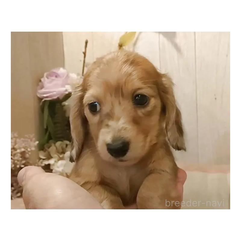 販売中の愛知県のミニチュアダックスフンド(ロングヘアード)-423184の9枚目