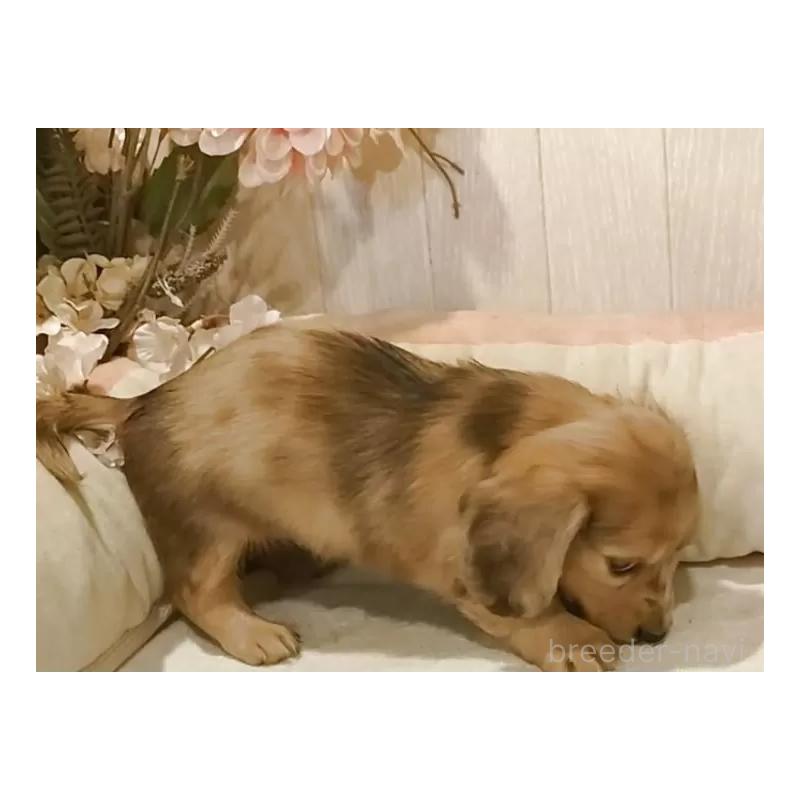 販売中の愛知県のミニチュアダックスフンド(ロングヘアード)-423184の8枚目