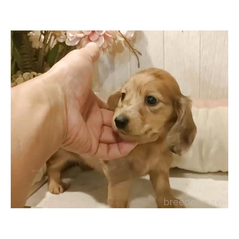 販売中の愛知県のミニチュアダックスフンド(ロングヘアード)-423184の7枚目