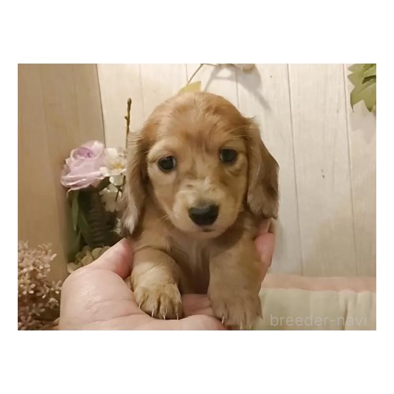 販売中の愛知県のミニチュアダックスフンド(ロングヘアード)-423184の6枚目