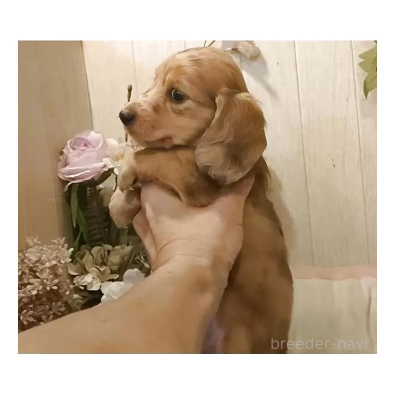 販売中の愛知県のミニチュアダックスフンド(ロングヘアード)-423184の5枚目