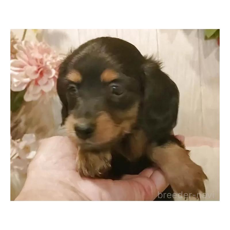 販売中の愛知県のミニチュアダックスフンド(ロングヘアード)-423186の8枚目