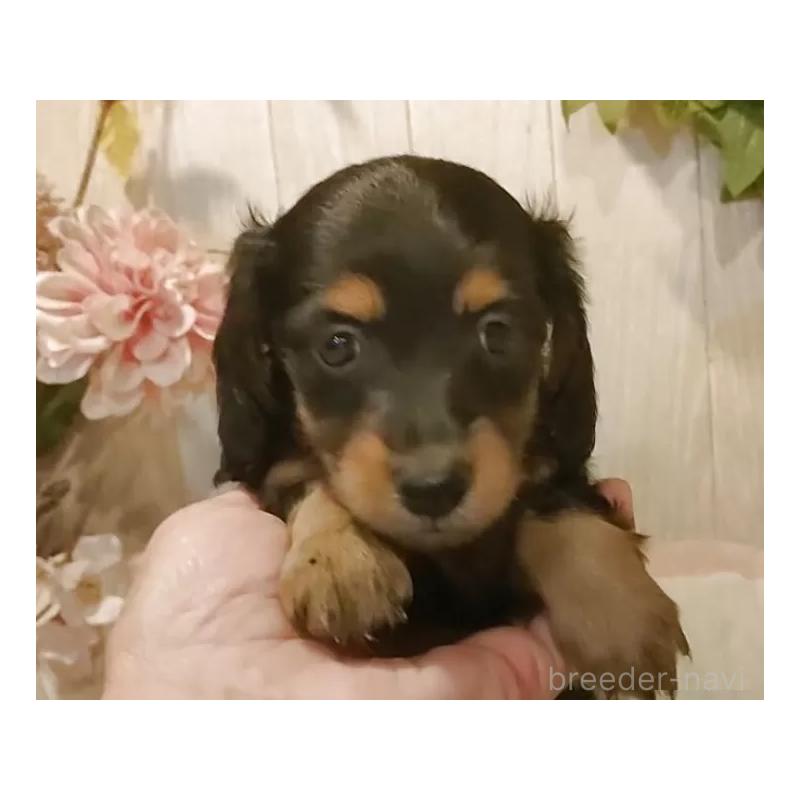 販売中の愛知県のミニチュアダックスフンド(ロングヘアード)-423186の7枚目