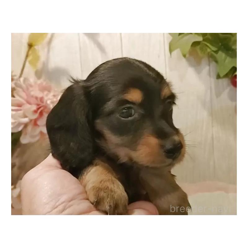 販売中の愛知県のミニチュアダックスフンド(ロングヘアード)-423186の6枚目