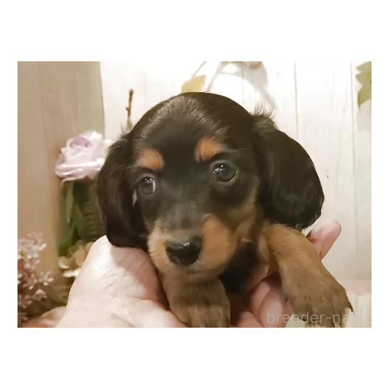 販売中の愛知県のミニチュアダックスフンド(ロングヘアード)-423186の4枚目