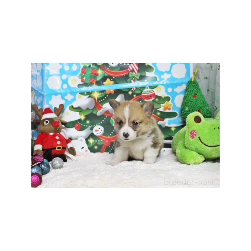 販売中の栃木県のウェルシュコーギーペンブローク-423185の5枚目