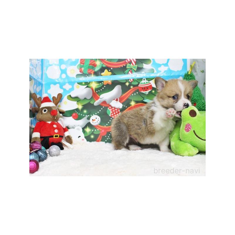 販売中の栃木県のウェルシュコーギーペンブローク-423185の4枚目