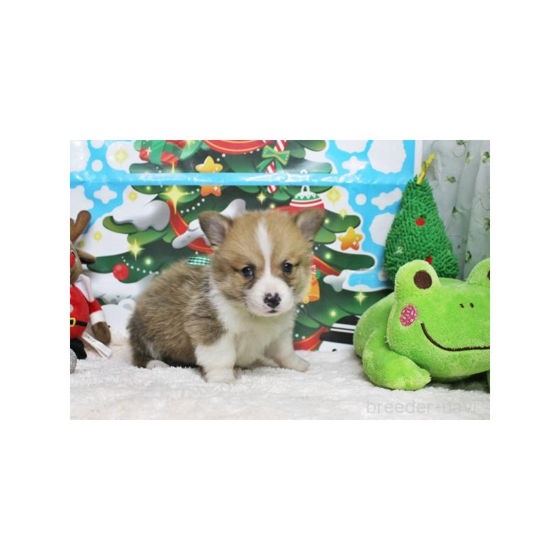 販売中の栃木県のウェルシュコーギーペンブローク-423185の3枚目