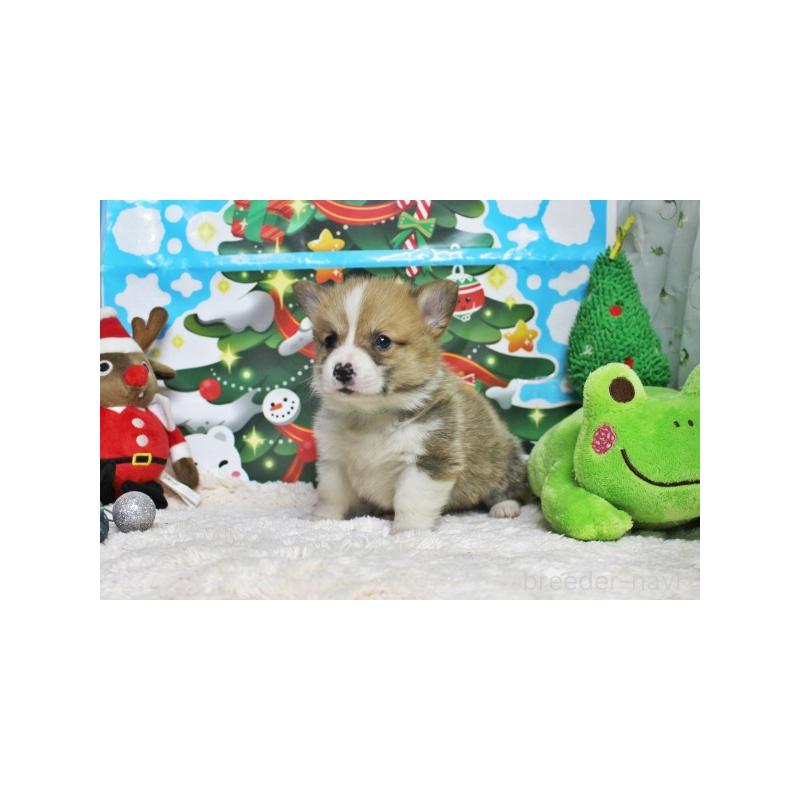 販売中の栃木県のウェルシュコーギーペンブローク-423185の2枚目