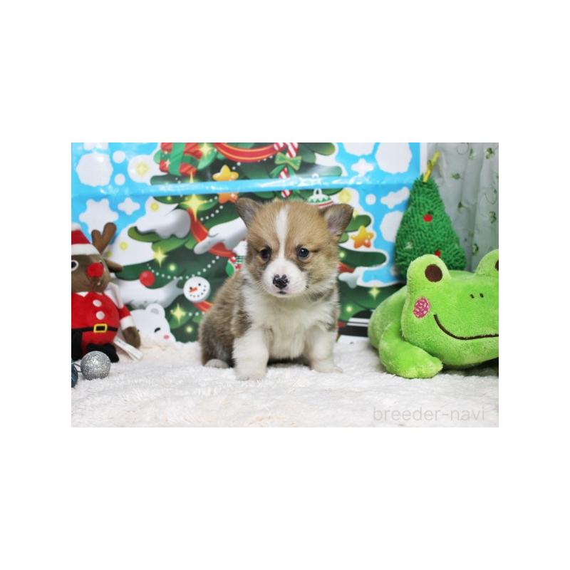 販売中の栃木県のウェルシュコーギーペンブローク-423185