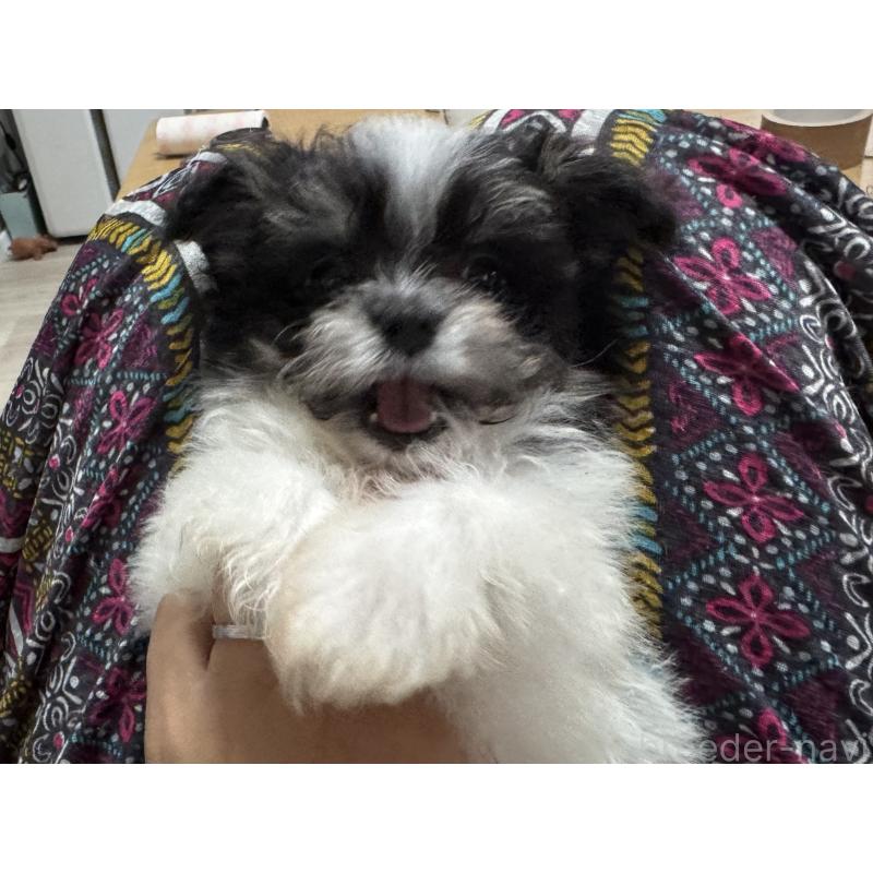 販売中の大分県のポメマル:ポメラニアン×マルチーズ-421560の3枚目