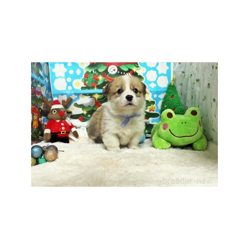 販売中の栃木県のウェルシュコーギーペンブローク-423187