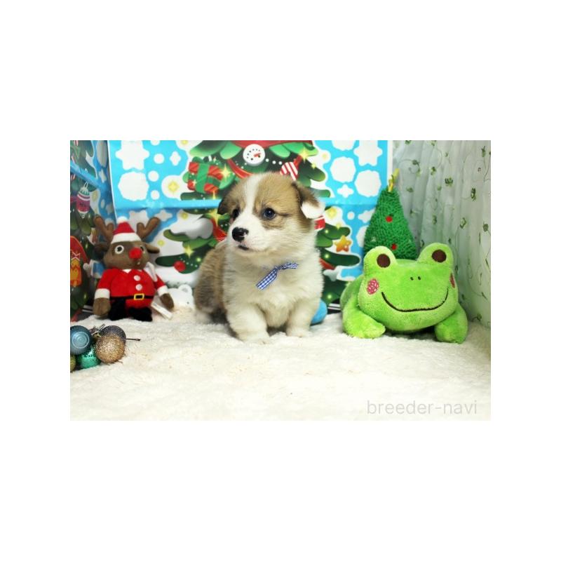 販売中の栃木県のウェルシュコーギーペンブローク-423187の4枚目