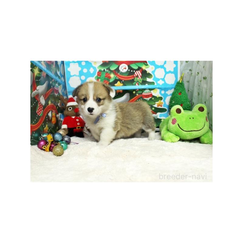 販売中の栃木県のウェルシュコーギーペンブローク-423187の3枚目