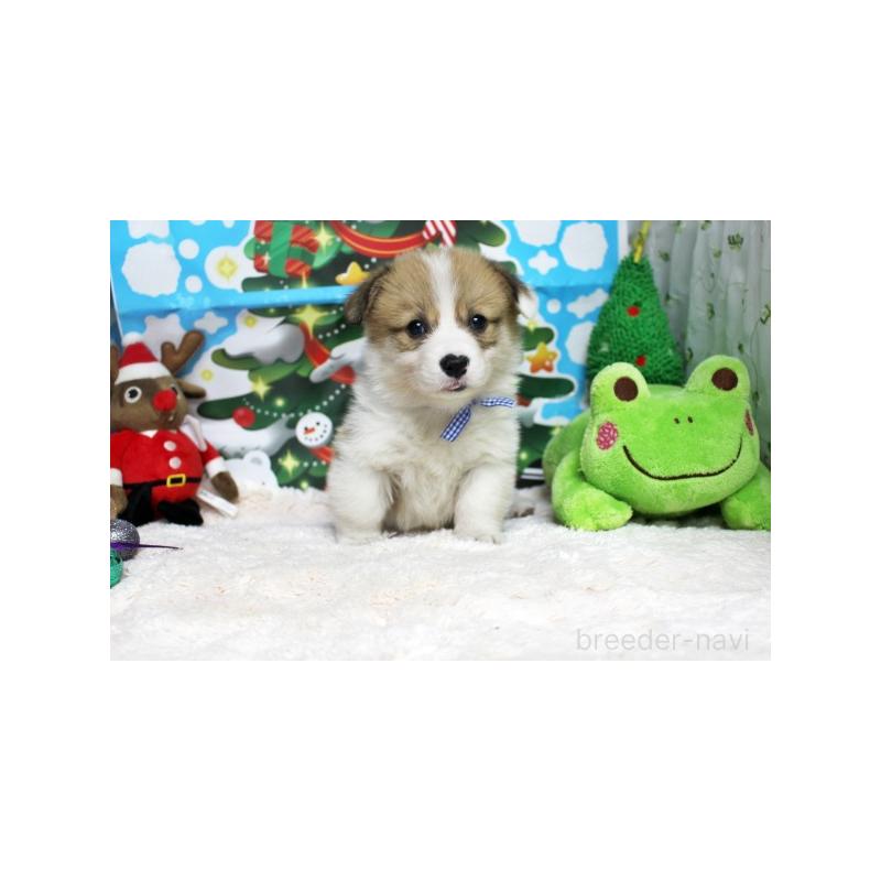 販売中の栃木県のウェルシュコーギーペンブローク-423187の2枚目