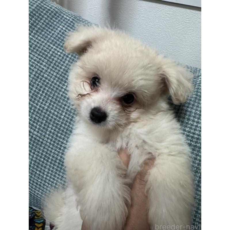 販売中の大分県のポメプー:ポメラニアン×トイプードル-418847の5枚目