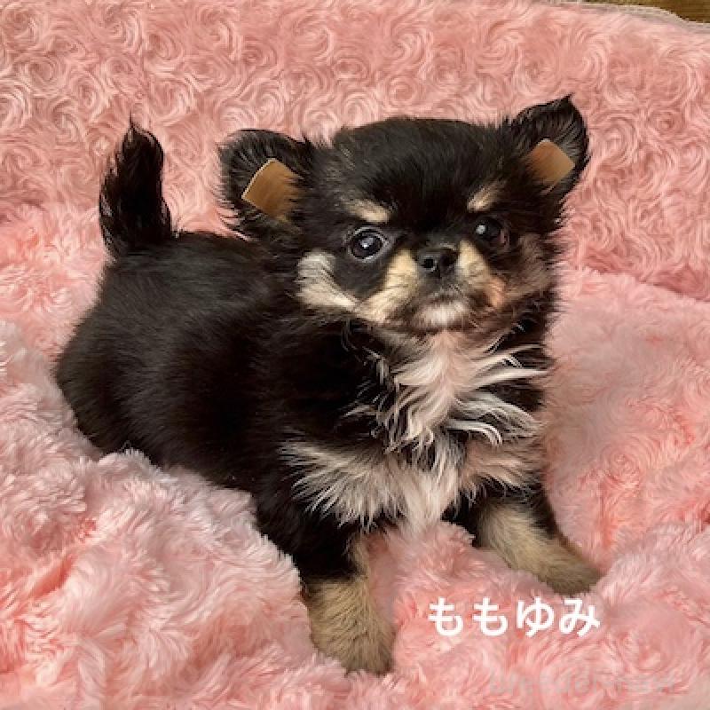 販売中の群馬県のチワワ(ロングコート)-423149の5枚目