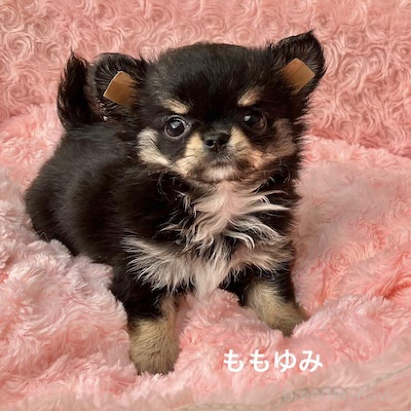 販売中の群馬県のチワワ(ロングコート)-423149