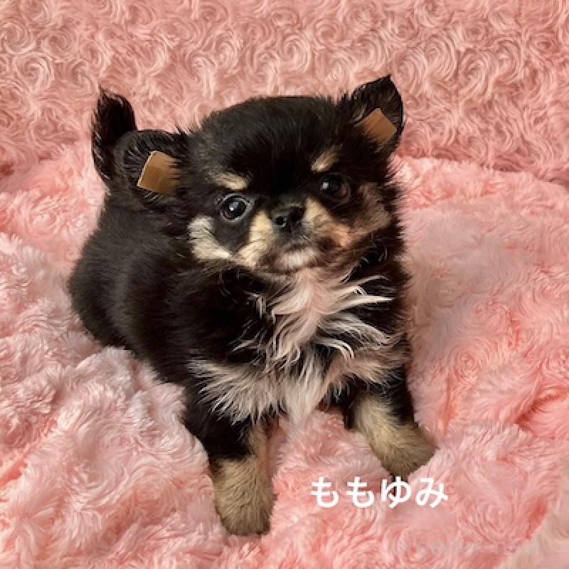 販売中の群馬県のチワワ(ロングコート)-423149の4枚目