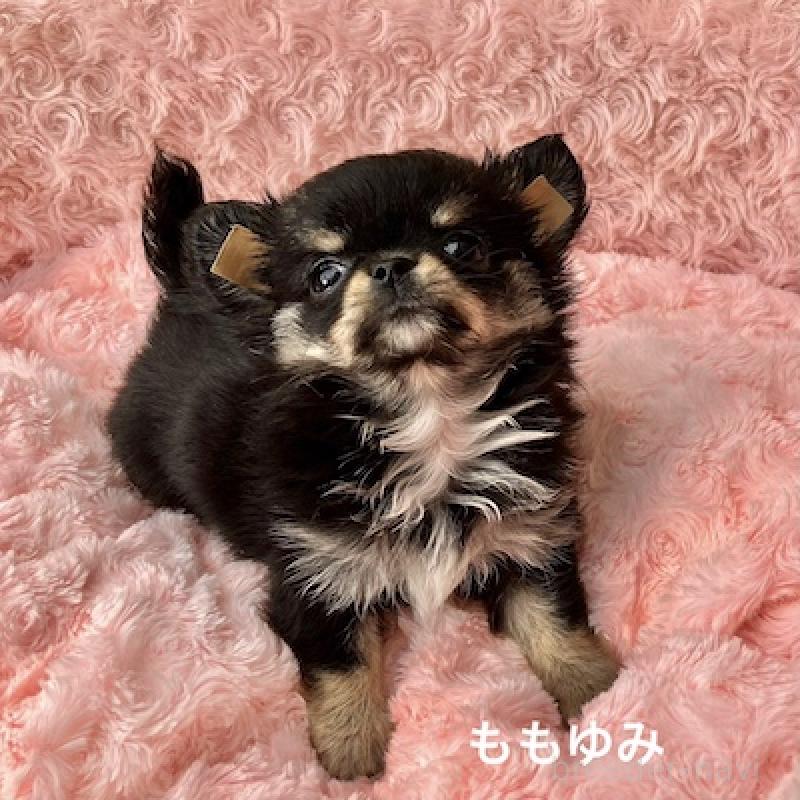 販売中の群馬県のチワワ(ロングコート)-423149の3枚目