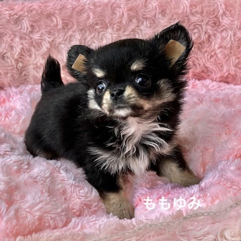 販売中の群馬県のチワワ(ロングコート)-423149の2枚目